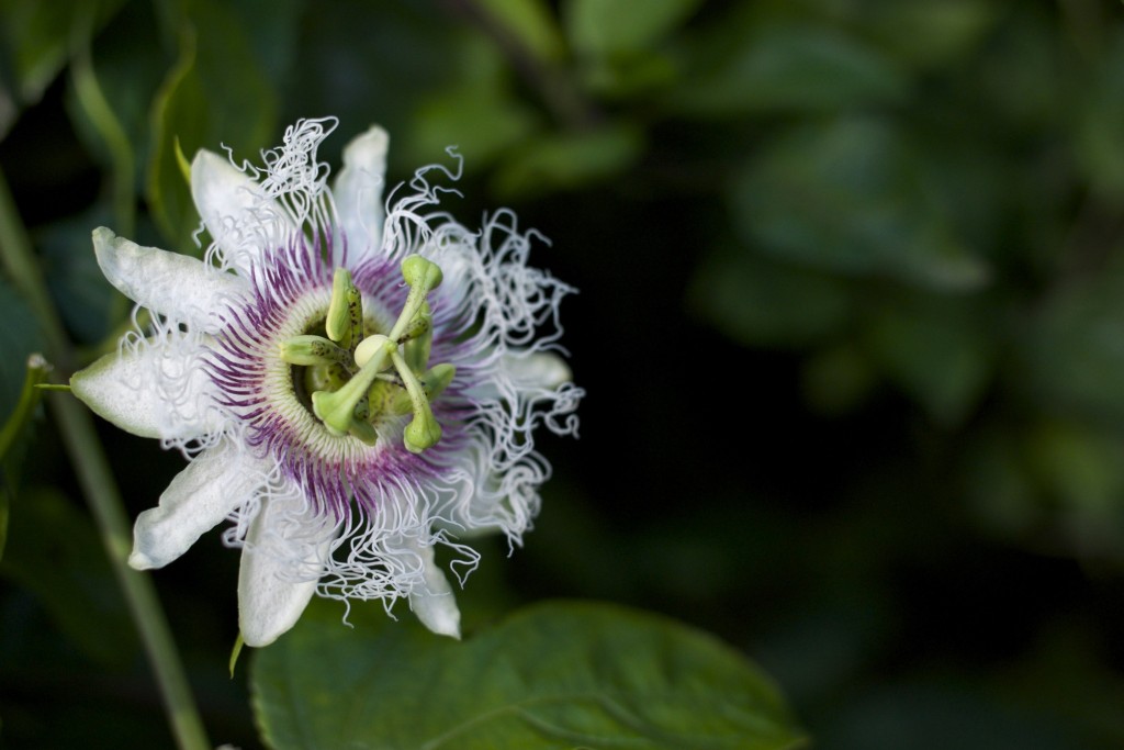 Maracujá, Passiflora edulis