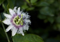 Maracujá, Passiflora edulis