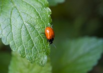 Escaravelho-do-choupo, Chrysomela populi