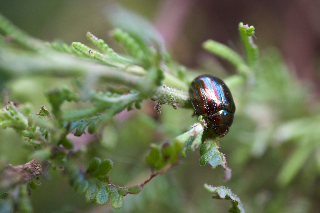 Escaravelho-do-rosmaninho, Chrysolina americana