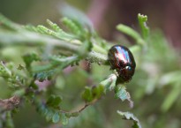 Escaravelho-do-rosmaninho, Chrysolina americana
