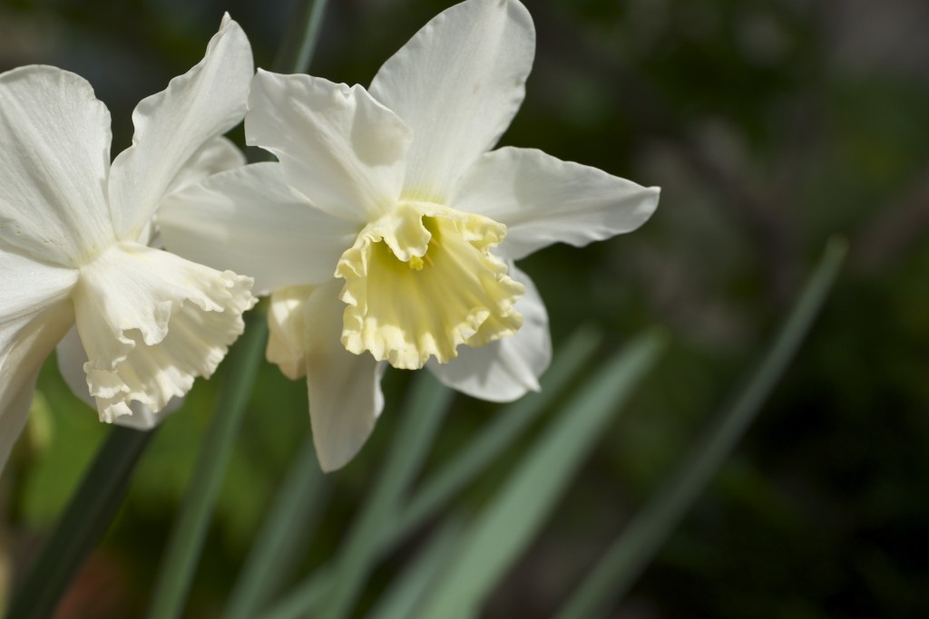 Narciso, Narcissus 'Tresamble'