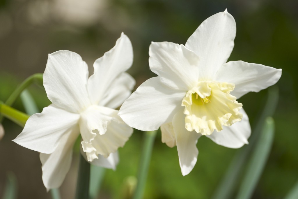 Narciso, Narcissus 'Tresamble'