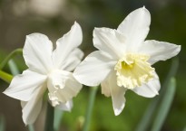 Narciso, Narcissus 'Tresamble'