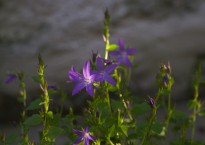 Planta não identificada