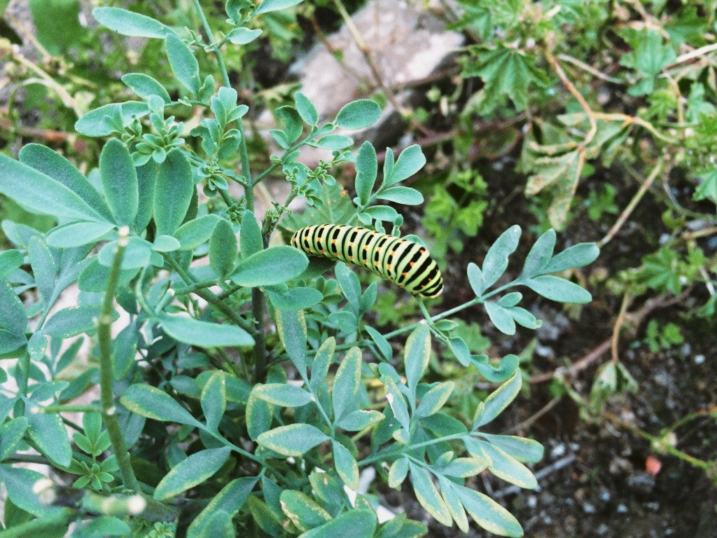 Borboleta-cauda-de-andorinha