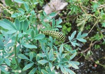 Borboleta-cauda-de-andorinha