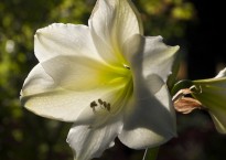 Amaryllis branca