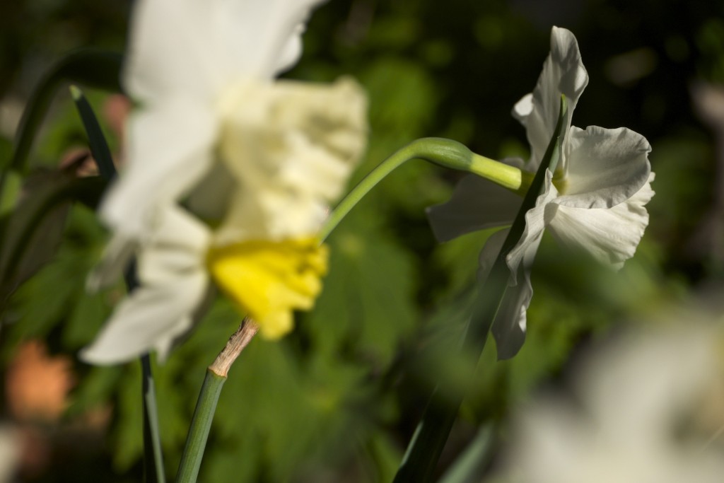 Narciso, Narcissus 'Tresamble'