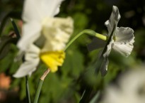 Narciso, Narcissus 'Tresamble'