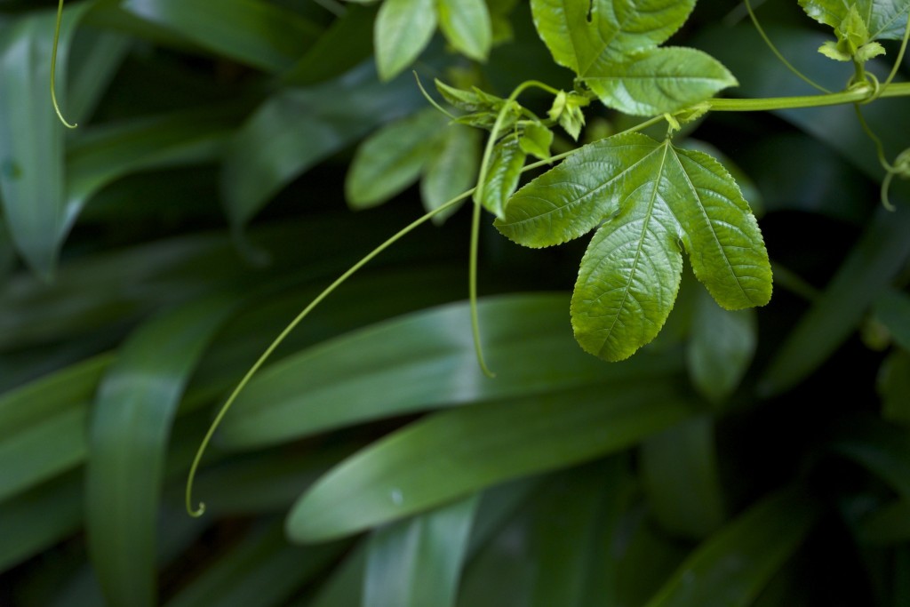 Maracujá, Passiflora edulis