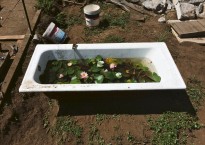 Banheira com nenúfares