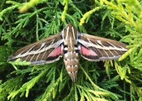 Traça, Hyles livornica