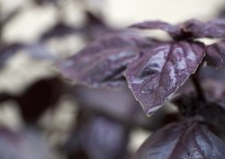 Manjericão-vermelho