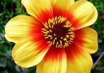 Dahlia moonfire