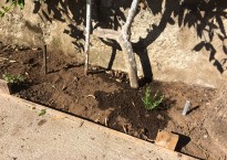 Rosmarinus officinalis 'prostratum'