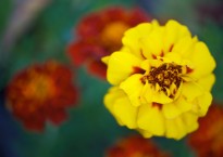 Cravo-túnico, Tagetes