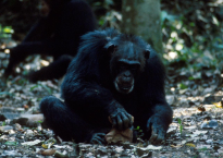 Chimpanzé