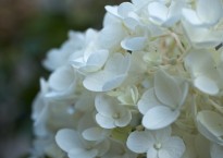 Hydrangea paniculata 'Living silver dollar'
