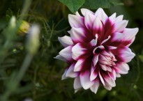 Dália 'Mystery day'