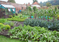 Canteiro de vegetais