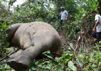 Elefante morto