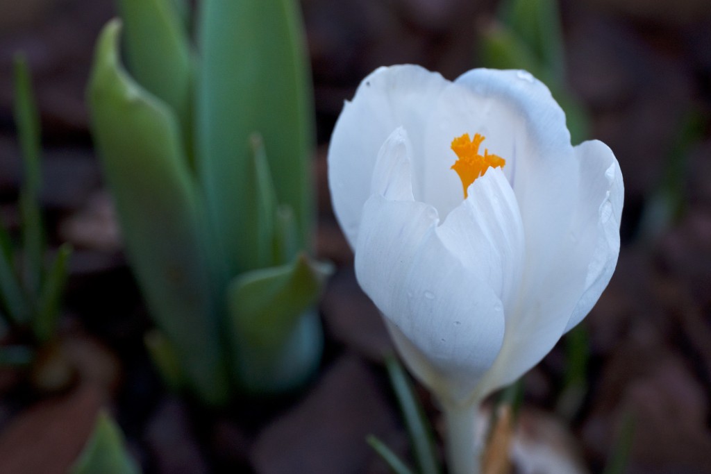 Crocus vernus ‘Jeanne d’Arc’