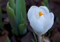 Crocus vernus ‘Jeanne d’Arc’