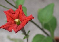 Petunia exserta