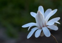 Magnolia stellata 'Royal star'