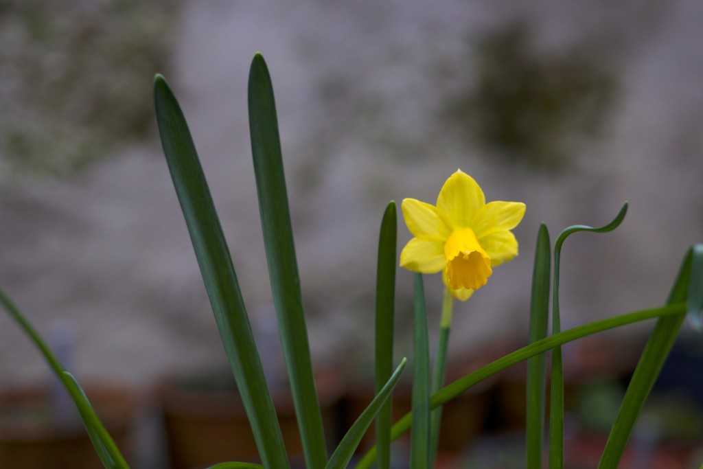 Narciso amarelo, Narcissus
