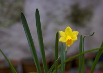 Narciso amarelo, Narcissus