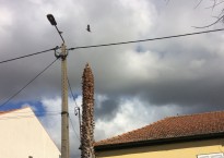 Palmeira de leque e poste