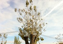 Uma árvore de Matosinhos