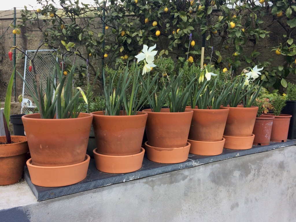 Narcisos brancos 'Thalia'