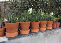 Narcisos brancos 'Thalia'