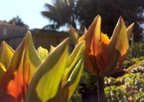 Tulipa 'Prinses Irene'