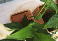 Vaso Ikea Användbar. Spathiphyllum.