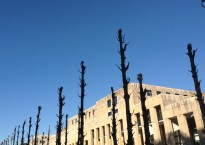 Choupos em Matosinhos