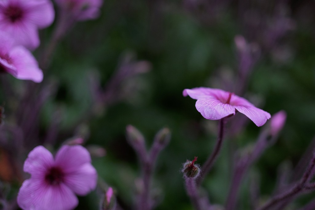 Gerânio-da-Madeira, Geranium maderense