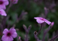Gerânio-da-Madeira, Geranium maderense
