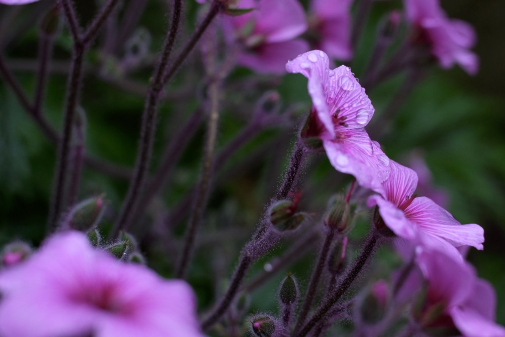 Gerânio-da-Madeira, Geranium maderense