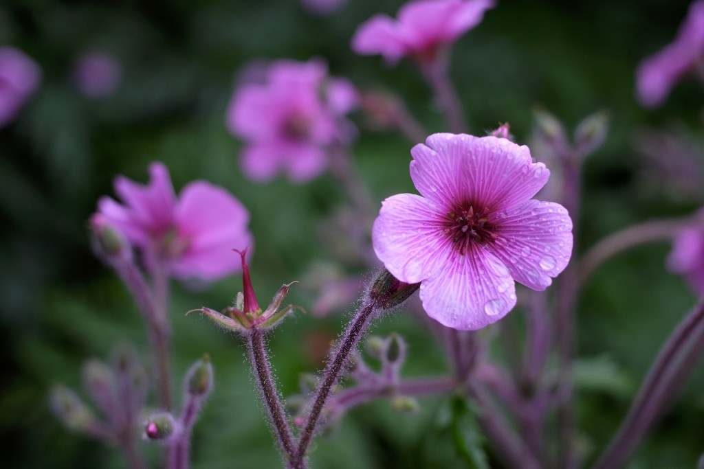 Gerânio-da-Madeira, Geranium maderense