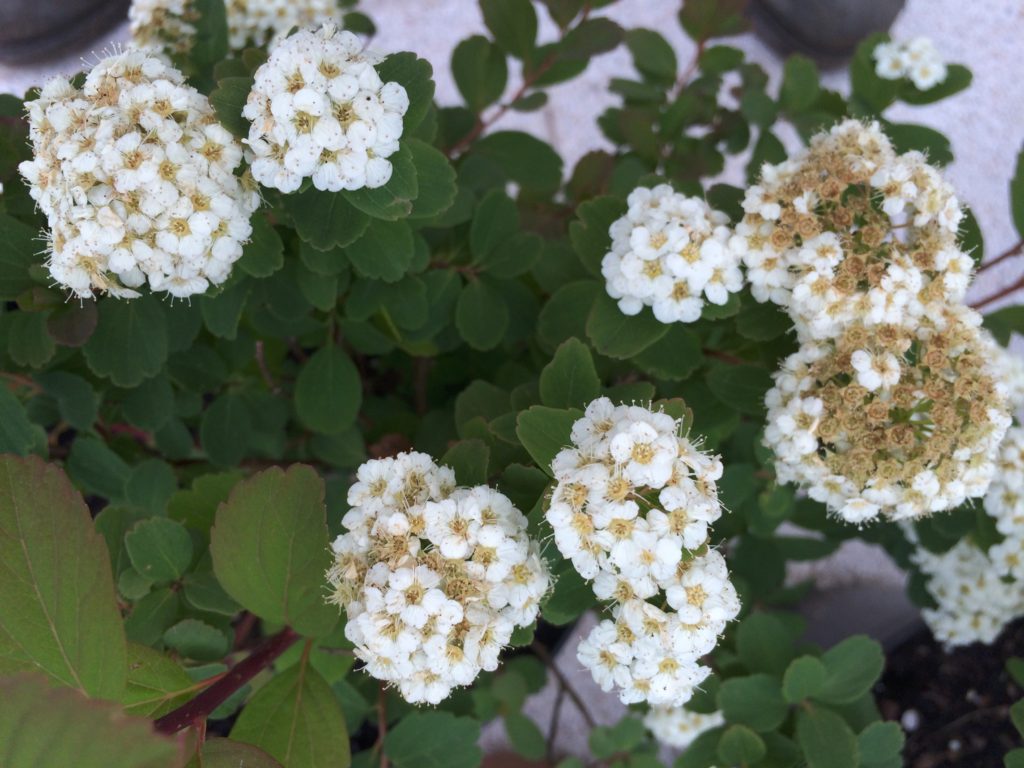 Spiraea betulifolia 'Tor'