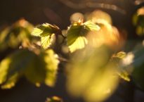 Faia, Fagus sylvatica