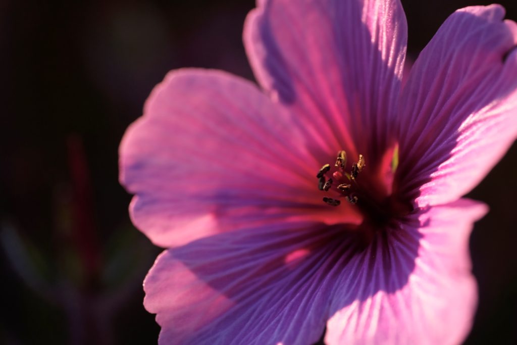 Gerânio-da-Madeira, Geranium maderense