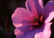 Gerânio-da-Madeira, Geranium maderense