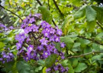 Jardim Botânico do Príncipe Real.