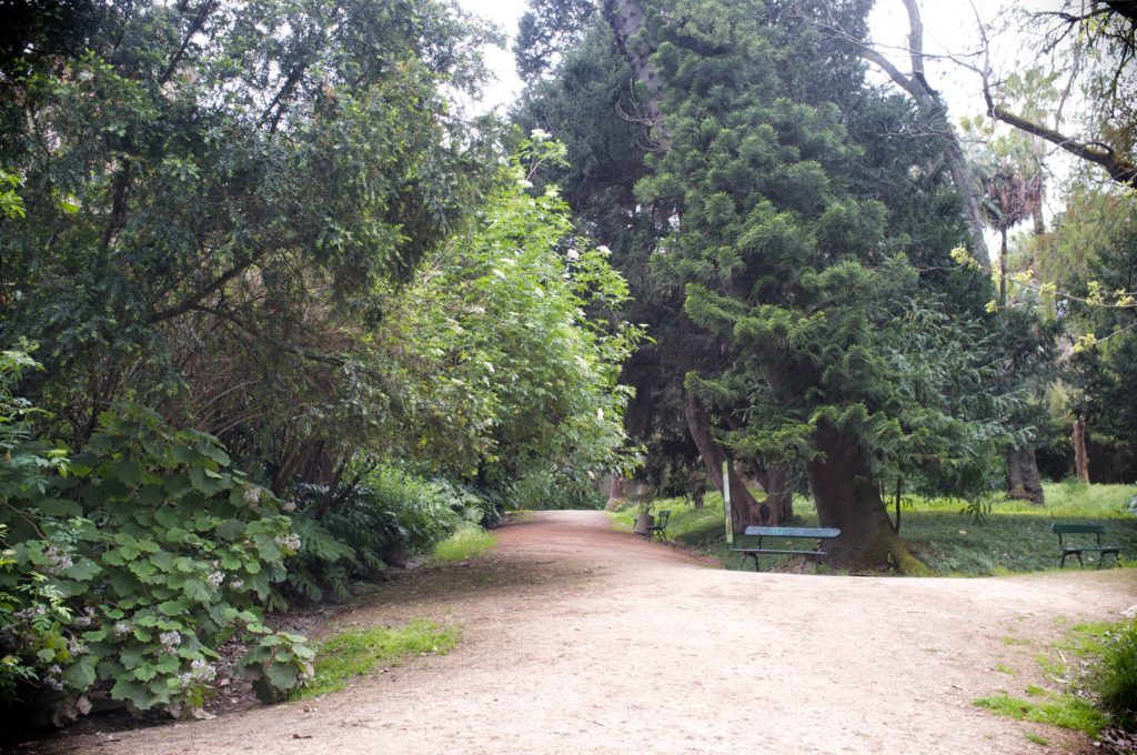 Jardim Botânico do Príncipe Real.  Jardim Botânico do Príncipe Real.