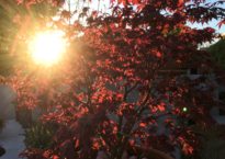 Acer palmatum ‘Beni maiko’
